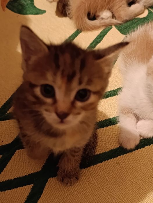 Отдам котят в добрые руки