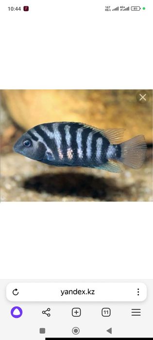 Продам рыбу цихлазома чернополусы