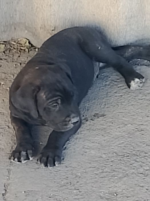 Продам щенят Кане корсо