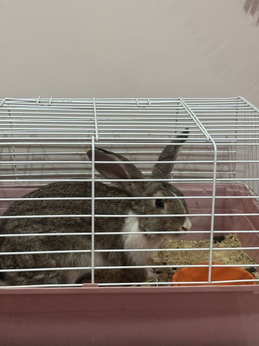 Продам милого кролика