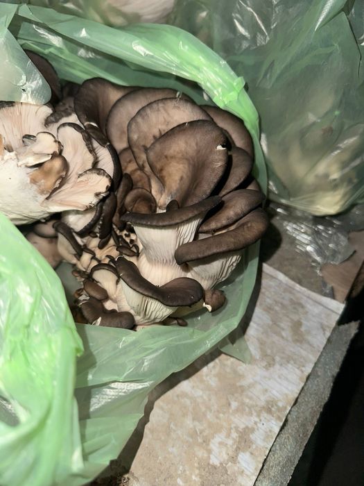 Грибы домашние парниковые  1 кг 35.000сум