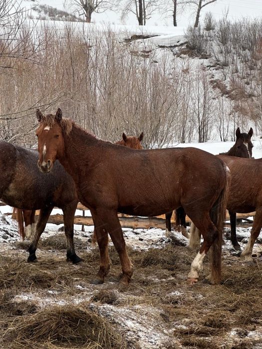 Продам жеребец - 5 лет