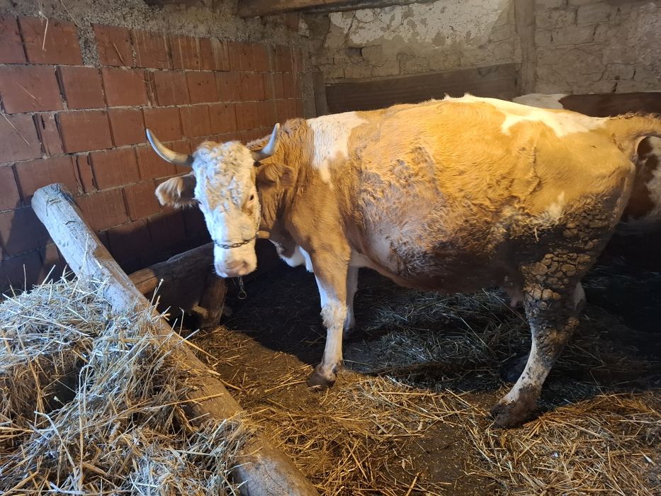 Vând două vaci gestante