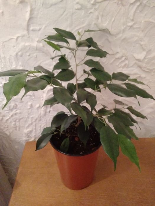 Продам комнатные цветы!