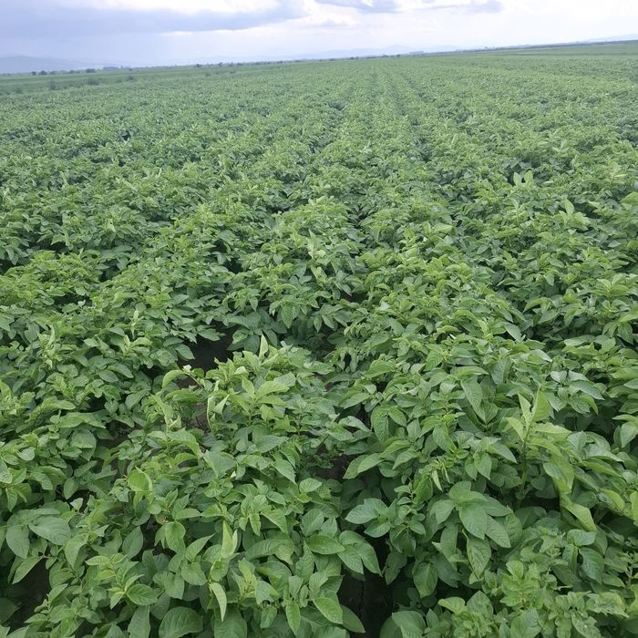 Cartofi de sămânță Arizona, Bellarosa, clasa B