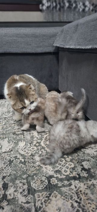 Продаются скотиш фолд