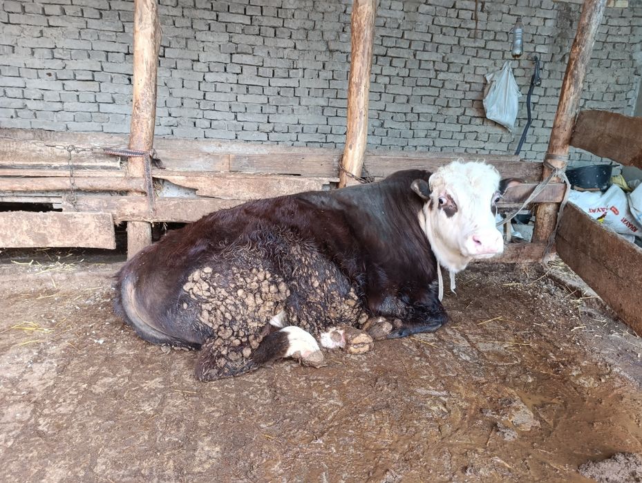 Новвослар сотилади грейфрут парода