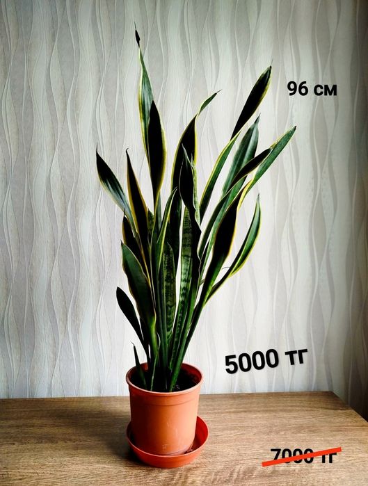 Цветы цветы цветы