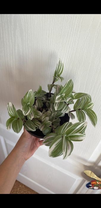 фикус и традесканция