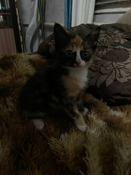 отдам маленьких котят