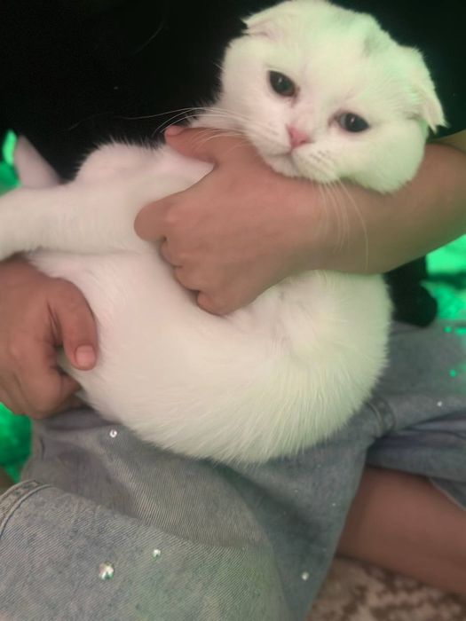 Скотиш страйт мушуги сотилади