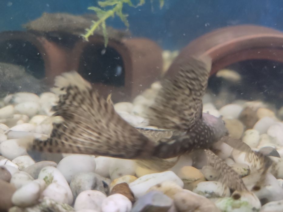 Анциструсы взрослые