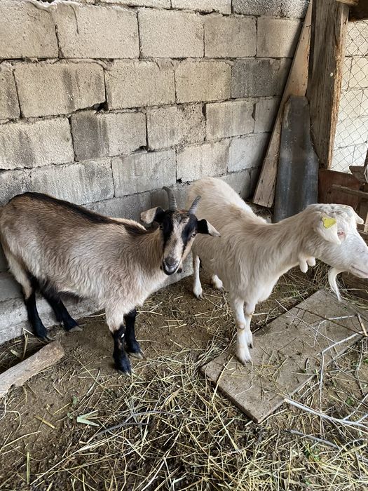 Парода ешкілер сатылады