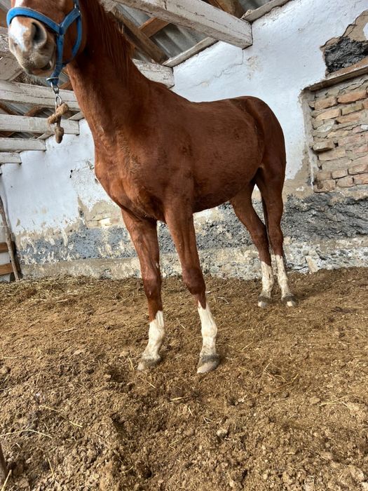 Продам Жеребца данчак