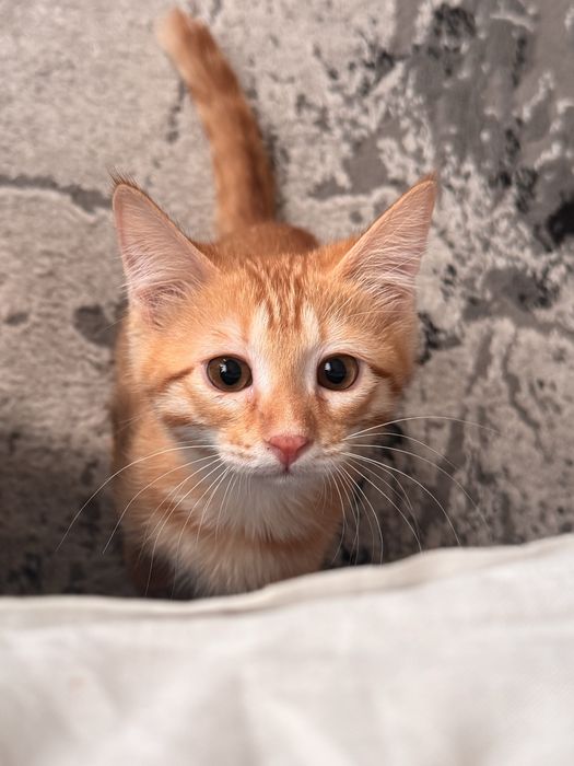 Котенок мальчик! ДАРОМ