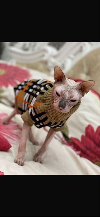 Отдам кота,3 годика.