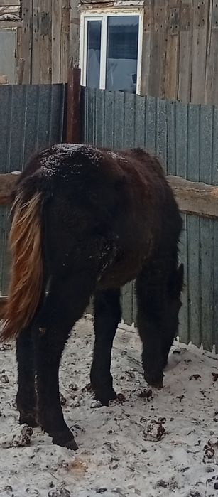 Еки жабагы сатам.жеребята