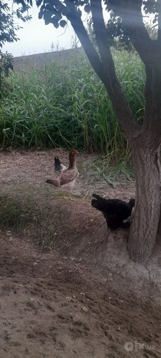 Tovuq, jo'ja va xo'roz tez va arzon  sotiladi