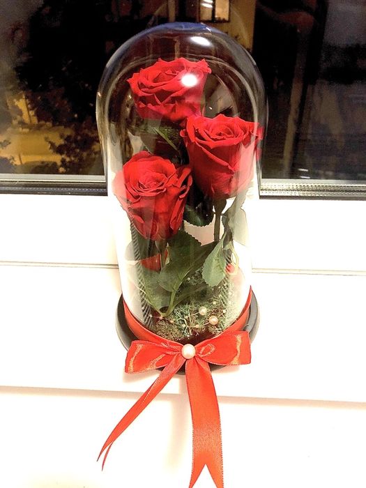 3 criogenati in cupola de sticla inaltime 25 cm pret 250 lei