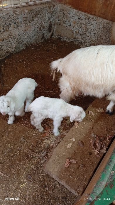Экиз болали эчки сотилади семиз соглом хонаки сифатли йош хурон зур!!!