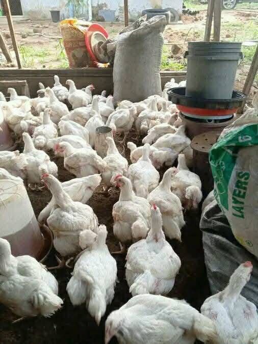 Pui Albi de carne 3 kg