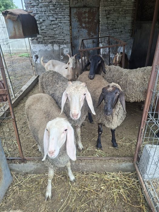 De vinzare 3 miele douo io si un berbec.pt.mai multe detalii la tel.0768629877