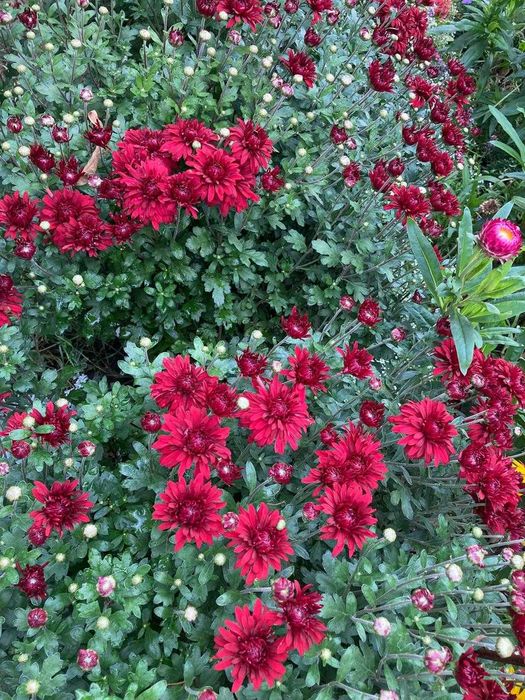 Хризантема (корейская) рассада