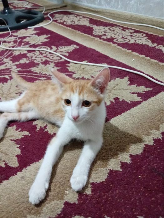 Отдам котят в хорошие руки