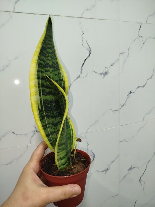 Sansiveriya gold