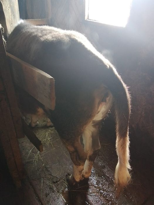 Продам жирных телок