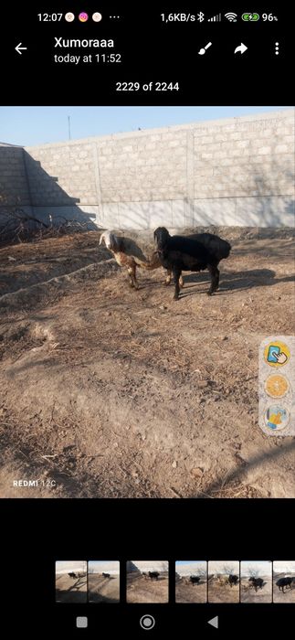 Quylar bug'o'z 2tug'adi