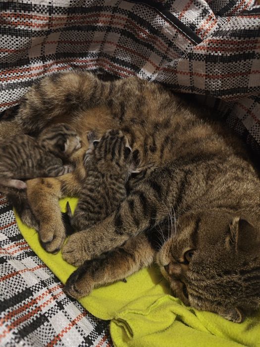 Бронь котят малышей