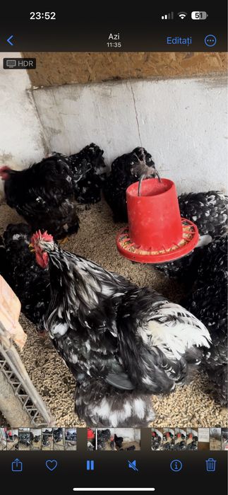 Cocoși si gaini Cochin China uriaș