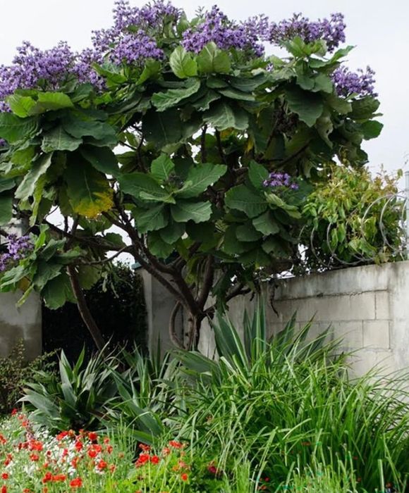 Paulownia Tomentosa (Arborele Printesei)