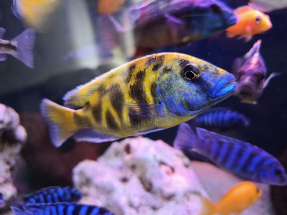 Ciclide africane acvariu