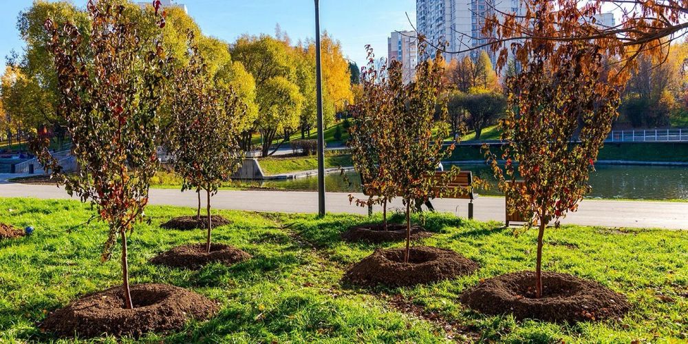 Озеленение. Ландшафтные работы