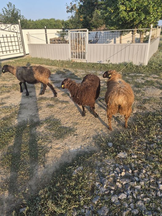 Продам кой и токты семис