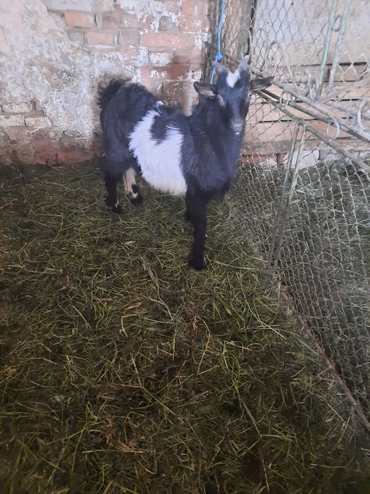 De ținut s-au sacrificat