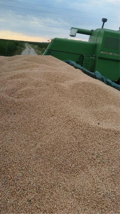 Vand  grau ,triticale  si ovaz‼️