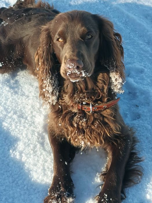 Русский охотничий спаниель для вязок