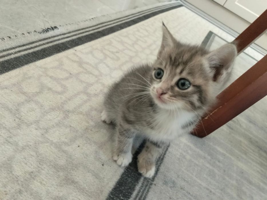 отдаем котенка бесплатно в добрые руки