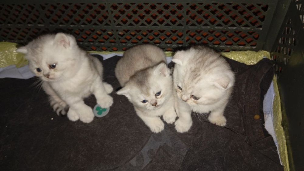 Scotish strayt shinshila quiz bola