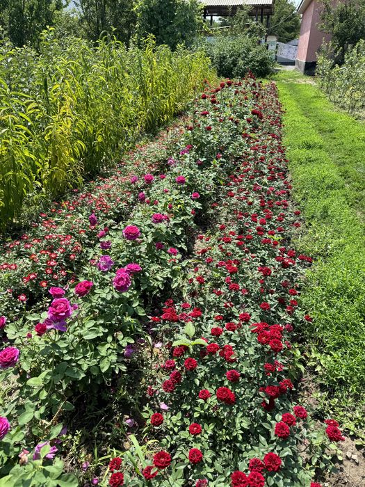 Продам саженцы роз