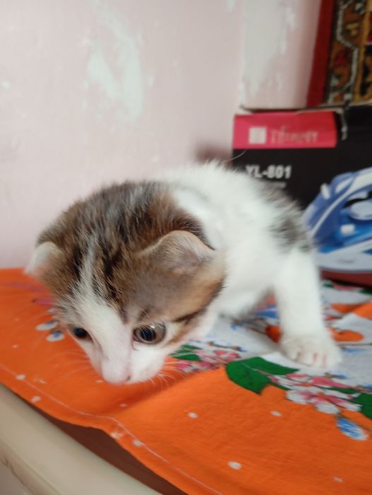 Котята девочки!!