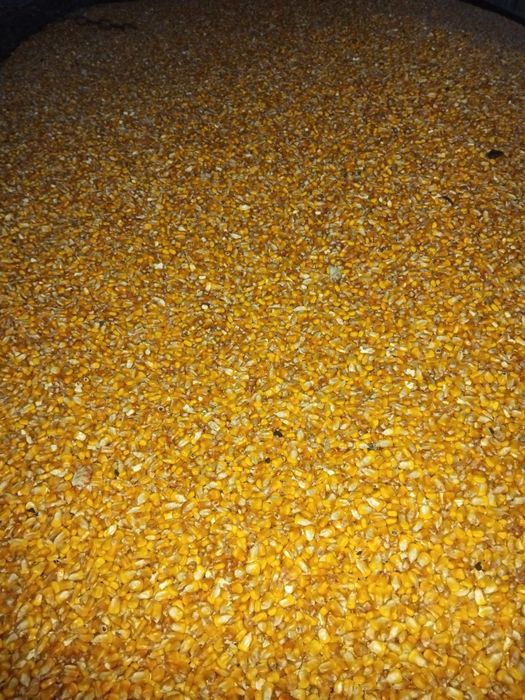 Porumb  boabe cantitate mare