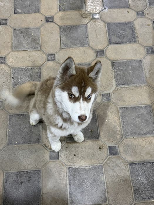 Продаю хаски в хорошие руки