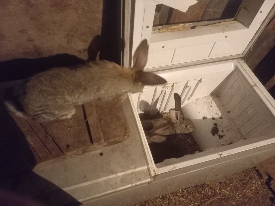 Продам кролики очень крупные