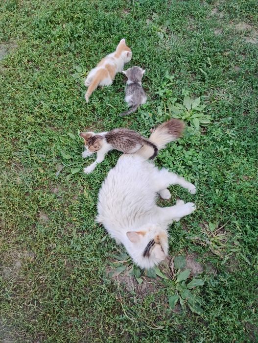 Отдаём котят. Марғаулар