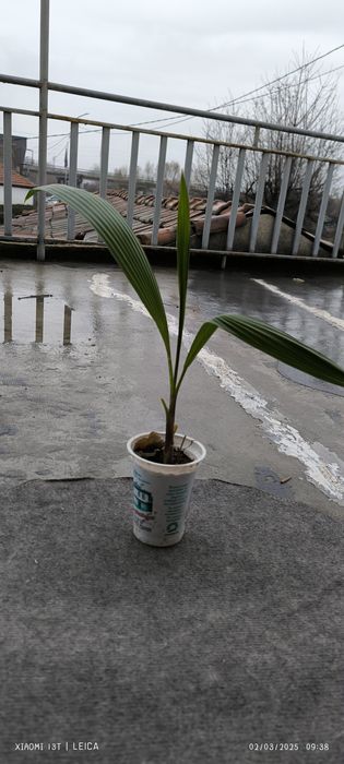 Палми Вашингтон  малки