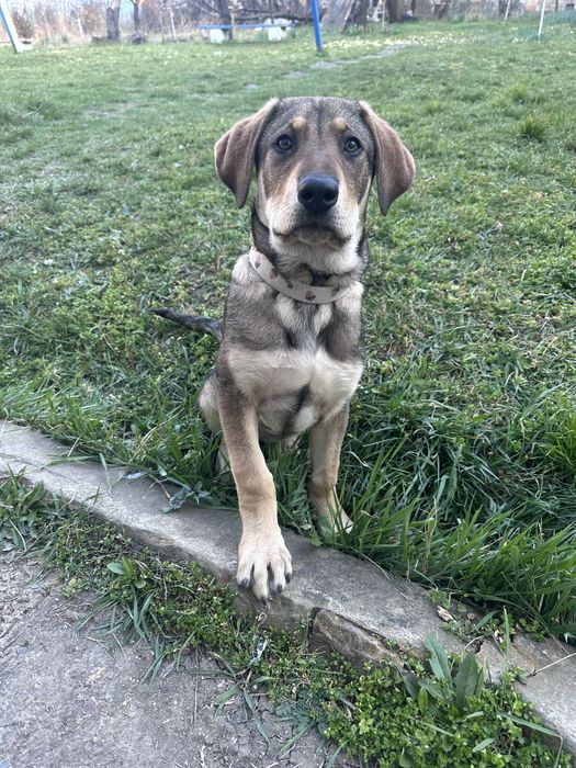 Бенджи търси своя дом!